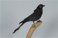 藏品(大卷尾)的圖片